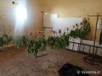 Piantagione di marijuana scoperta nelle campagne di Mazara del Vallo - Livesicilia.it
