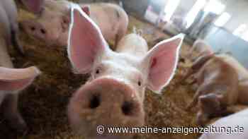 Millionen Tiere sterben, ohne dass ihr Fleisch verzehrt wird – laut Öko-Test