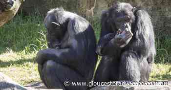 SA zoo chimps struck down by virus - Gloucester Advocate