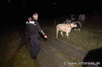 Kuriose Rettungsaktion: Entlaufenes Rind auf der A72 bei Treuen - inFranken.de