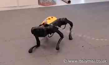 Robot dog can walk after ONE hour of training as scientists hope it can play fetch in the future