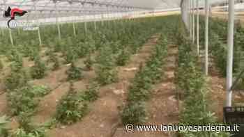 Sestu, sequestrati 750 chili di marijuana: 4 arresti La Nuova Sardegna - La Nuova Sardegna