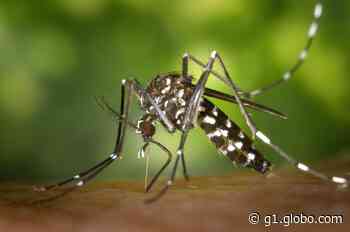 Adamantina contabiliza 764 casos de dengue em novo Boletim Epidemiológico - Globo