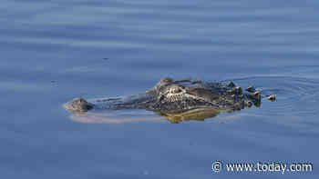 Alligators attack, kill elderly woman who fell into Florida pond