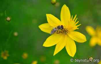 Pollinators: A UC Master Gardener Webinar - - Bay Nature