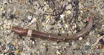 Master Gardener: What to do if you find Asian jumping worms in your garden - Tulsa World