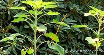 Master gardener, plant detective | Home And Garden | nrtoday.com - NRToday.com