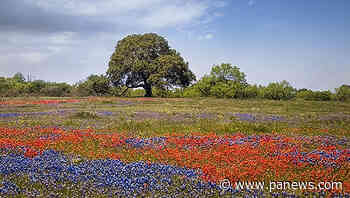 MASTER GARDENER — Timing is everything when establishing a wildflower garden - Port Arthur News - The Port Arthur News