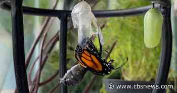 VIDEO: Professional gardener in St. Paul is rescuing monarch eggs - CBS Minnesota