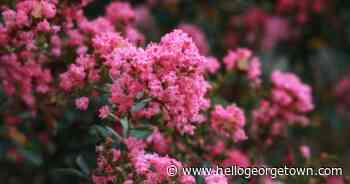 Wilco Master Gardener Monthly Meeting to Focus on Crape Myrtle Care - hellogeorgetown.com