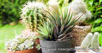 Cacti and succulents, perfect plants for the lazy gardener - Newcastle Herald