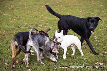 Lahrer Gemeinderat vertagt Entscheidung zur Hundewiese - Lahr - Badische Zeitung