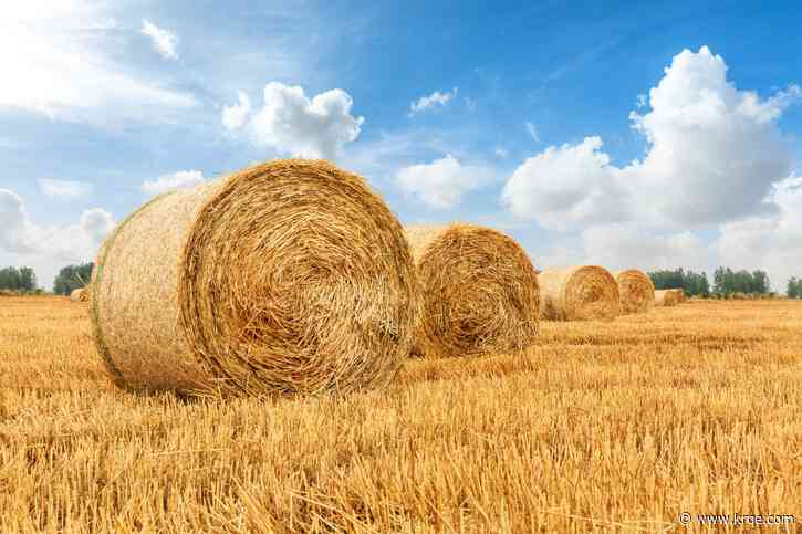 Most valuable crops grown in New Mexico