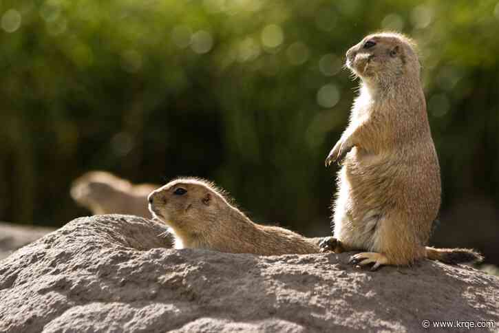 Prairie dog in La Plata County tests positive for plague