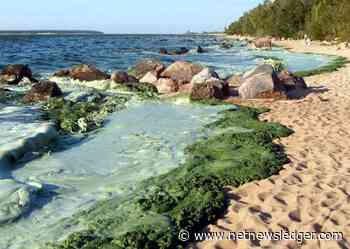 Blue Green Algae in Dryden and Sioux Lookout Lakes - Net Newsledger