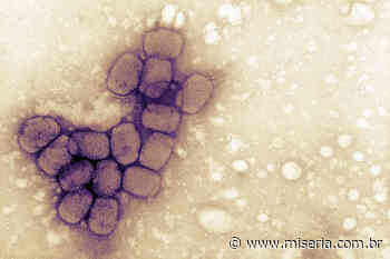 Sesa descarta caso suspeito de varíola dos macacos em Juazeiro - Site Miséria