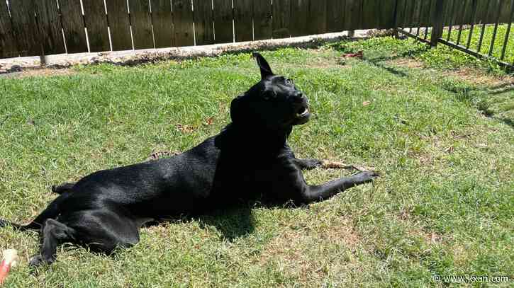 Animal advocates encourage animal heat safety amid high temperatures