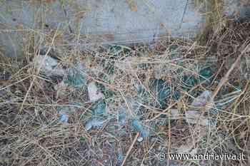 Rimosso innesco per appiccare fuoco all'erba secca: accade in contrada Gurgo - AndriaViva