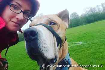 Blackburn with Darwen action needed on dog attacks: councillor - Lancashire Telegraph