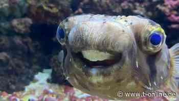 Im Video: Kugelfisch muss mit seinem Gebiss zum Zahnarzt - t-online