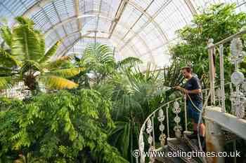 Heatwave prompts leaf scorch concern for tropical plants at Kew Gardens - Ealing Times