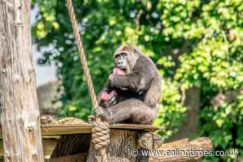 Zoos lay on icy treats to keep animals cool in heatwave - Ealing Times