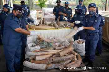 Malaysian officials seize African elephant tusks and pangolin scales worth £15m - Ealing Times