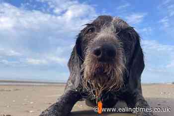 How to keep your pets cool in the heat - Ealing Times