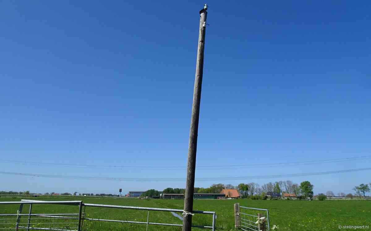 Elektriciteitspalen langs de Weerdijk in Nijeholtwolde worden weggehaald en dit is waarom - Stellingwerf