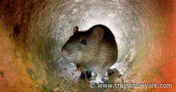 Crain's Extra: How to solve NYC's rat problem - Crain's New York Business