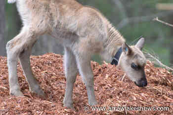 Six caribou calves at Central Selkirk pen doing well: ALCS - Arrow Lakes News