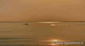 Domenica sera, delfini al tramonto al largo di Jesolo Video - ilgazzettino.it