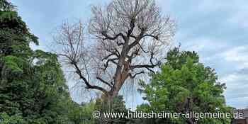 Tote Weide durch gekappte Wurzeln bei Kanalarbeiten in Hildesheim: Wie werden Arbeiten überwacht? - www.hildesheimer-allgemeine.de