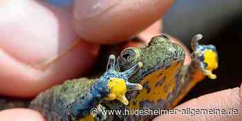 Mit Unken, Spielen und Infos: Natur-Familienfest in Hildesheim - www.hildesheimer-allgemeine.de