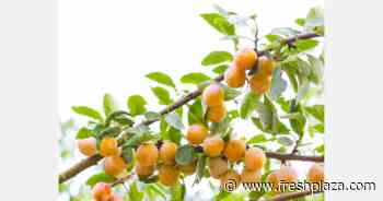 France: Nice campaign expected for PGI Mirabelles de Lorraine - FreshPlaza.com