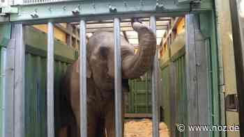 Elefantenbulle nun „junger Wilder“: Abschied vom Osnabrücker Zoo: Minh-Tan jetzt in Heidelberg - NOZ