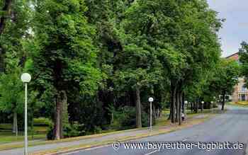 Vielen Bäumen in Bayreuth droht der Tod: Alarmierender Zustand bei Tausenden von Bäumen festgestellt - Bayreuther Tagblatt
