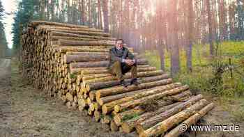 Forstwirtschaft im Kreis Wittenberg: Sind Besitzer und Behörden auf die Waldbrandgefahr vorbereitet? - Mitteldeutsche Zeitung