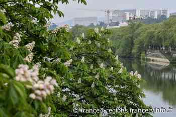 Canicule : Comment Lyon prévoit de climatiser la ville avec des arbres - France 3 Régions