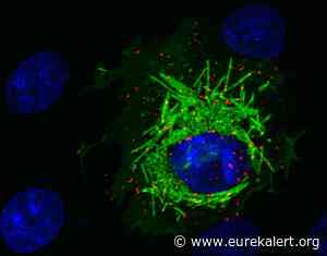 Study reveals how novel coronavirus manipulates cells to replicate - EurekAlert