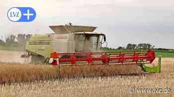 Rund um Oschatz läuft die Rapsernte - Leipziger Volkszeitung