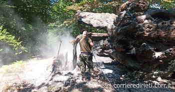 Rieti, nella riserva Cervia-Navegna dato alle fiamme castagno secolare - Corriere di Rieti