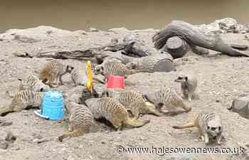 Dudley Zoo and Castle's meerkats enjoy the UK heatwave - Halesowen News