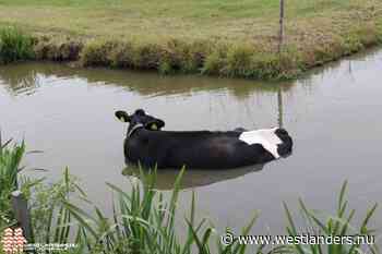 Ver-koe-ling aan het Groeneveldsepad | Dieren op Westlanders.nu - Westlanders.nu