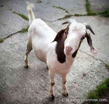 The tall tale of NWO's travelling goat: Goaty - DrydenNow.com