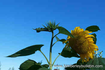 Wildsight Kimberley Cranbrook offering classes on growing produce in the East Kootenay – Kimberley Daily Bulletin - Kimberley Bulletin
