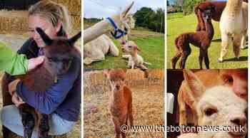 Horwich alpaca farm gives people the chance to name two babies