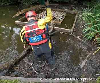 WATCH: Lancashire fire crews and RSPCA rescue trapped ducklings from storm drain