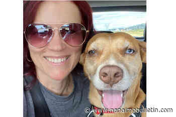 Another dog owner reports run-in with coyote in BC community – Nanaimo News Bulletin - Nanaimo Bulletin