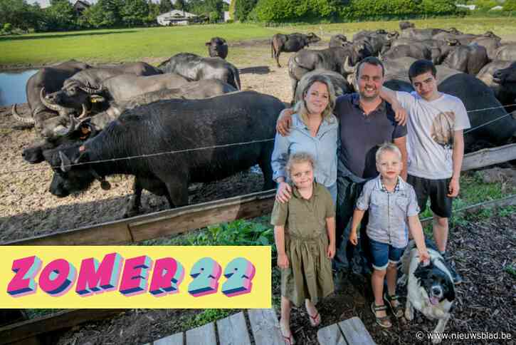 ZOMERREEKS. De enige buffelboeren van Vlaanderen vind je in Zoersel: “We zijn pioniers, maar we hebben de juiste weg gekozen”